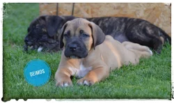 Boerboel s PP