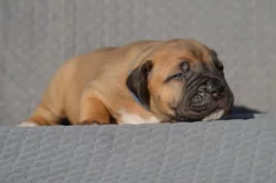 Boerboel s PP