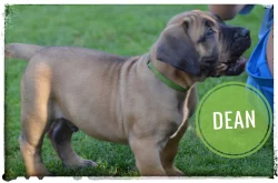 Boerboel s PP