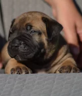 Boerboel s PP