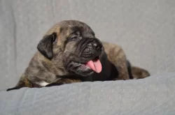 Boerboel s PP