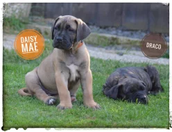 Boerboel s PP