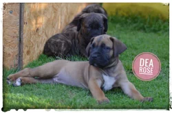 Boerboel s PP