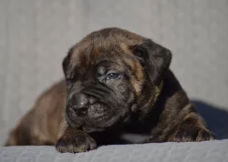 Boerboel s PP