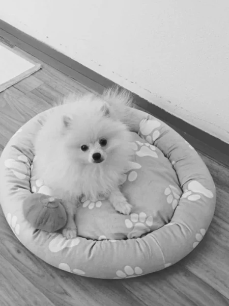 Pomeranian