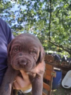 Štěňata labradorského retrívra 1 kluk a 3 holčičky