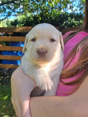 Štěňata labradorského retrívra 1 kluk a 3 holčičky