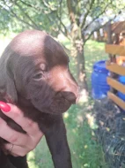 Štěňata labradorského retrívra 1 kluk a 3 holčičky