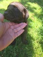 Štěňata labradorského retrívra 1 kluk a 3 holčičky