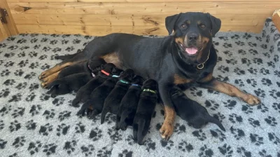 Štěňata rotvajlera s PP - Rottweiler  - štěně