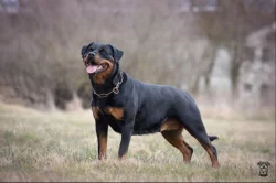 Štěňata rotvajlera s PP - Rottweiler  - štěně