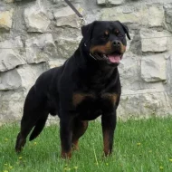 Štěňata rotvajlera s PP - Rottweiler  - štěně