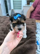 Biewer yorkshire terrier s PP - kluk