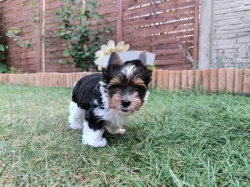 Biewer yorkshire terrier s PP - kluk