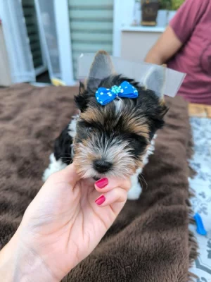 Biewer yorkshire terrier s PP - kluk