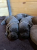 Štěňátka Cane corso