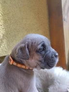 Štěňátka Cane corso