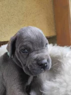 Štěňátka Cane corso