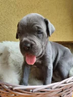 Štěňátka Cane corso