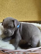 Štěňátka Cane corso