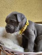 Štěňátka Cane corso