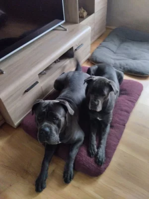 Štěňátka Cane corso