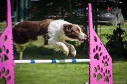 SUPERPES AGILITY - Blansko 8.9.2024