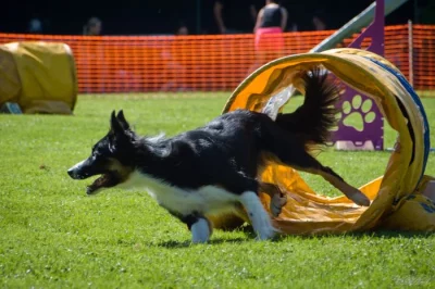 SUPERPES AGILITY - Blansko 8.9.2024