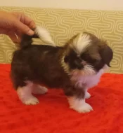 Štěňata Shih-tzu s PP prodám