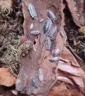 Porcellio haasi dark