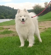 Samojed prodám krásná ,statná štěňata s PP