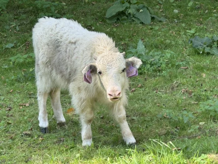 tibetský skot - Bos grunniens