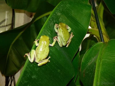 Rosnice siná (Litoria infrafrenata)