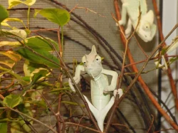 Chameleon jemenský (Chamaeleo calyptratus)