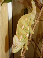 Chameleon jemenský (Chamaeleo calyptratus)