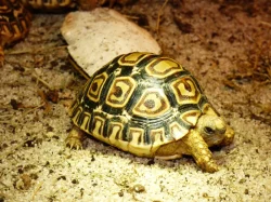 Želva pardálí (Stigmochelys pardalis)