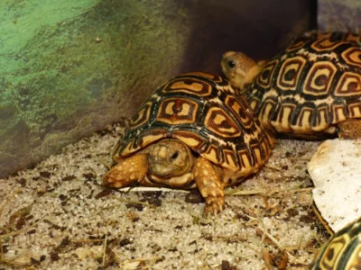 Želva pardálí (Stigmochelys pardalis)