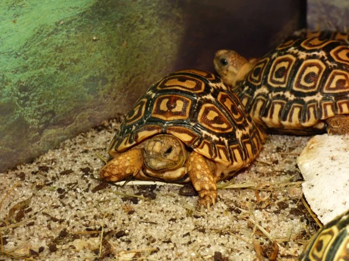 Želva pardálí (Stigmochelys pardalis)