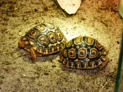 Želva pardálí (Stigmochelys pardalis)