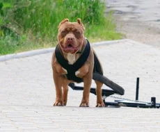 štěňátka American Bully XL