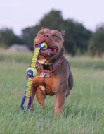 štěňátka American Bully XL