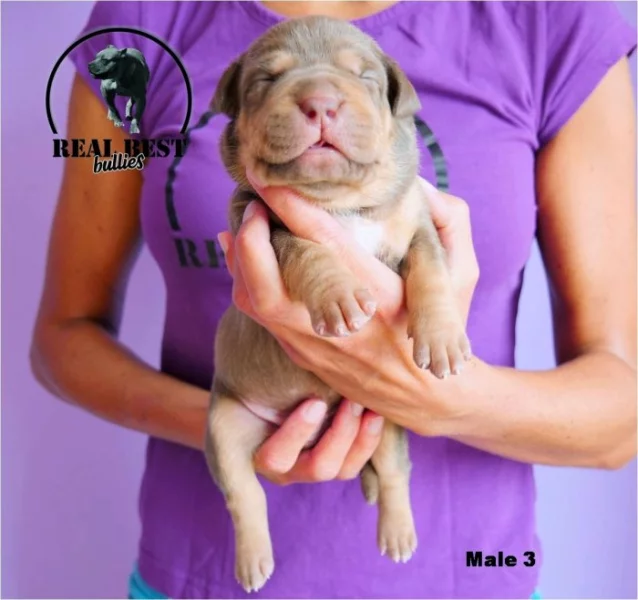 štěňátka American Bully XL