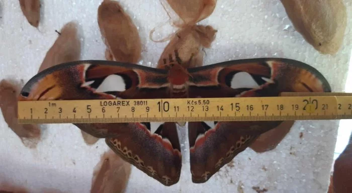 Attacus atlas