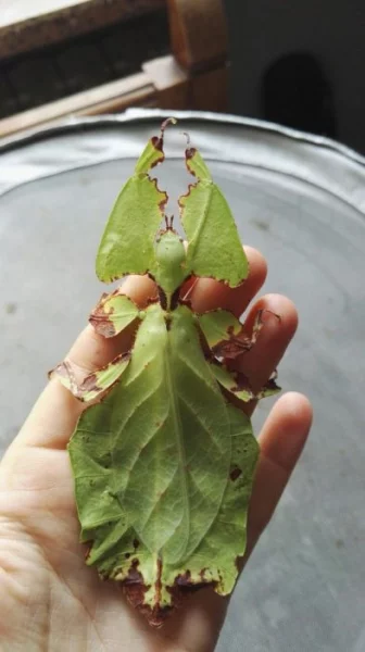 Lupenitka obrovská (Phyllium giganteum)