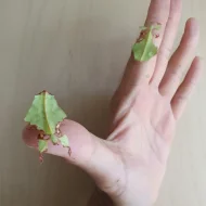 Lupenitka obrovská (Phyllium giganteum)