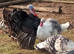 Prodej živých Krůt bronzových - letošní 🦃🌻  🍂