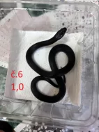 Lampropeltis g. Nigrita