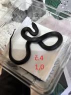 Lampropeltis g. Nigrita