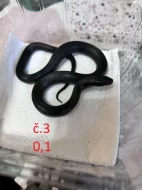 Lampropeltis g. Nigrita