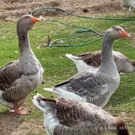 Prodej Husa Landeská - letošní